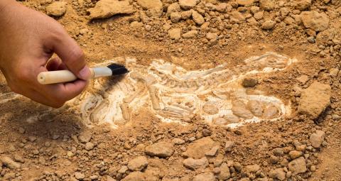 Digging for Dinosaurs