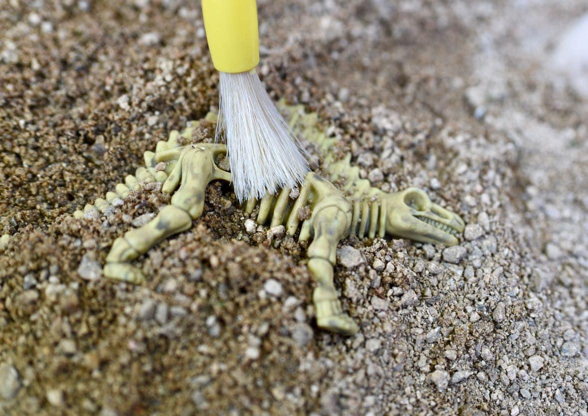 toy dinosaur skeleton in sand, being cleaned with paint brush