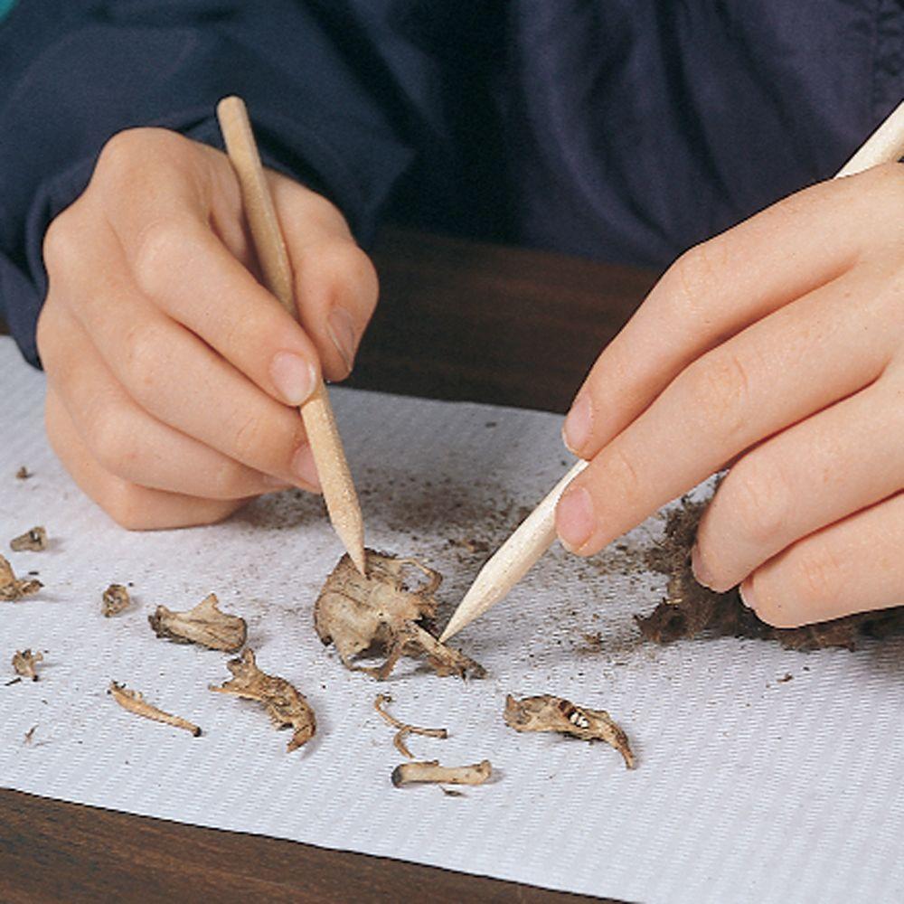 pair of hands, each holding a wooden stick to clean a small skull from an owl pellet